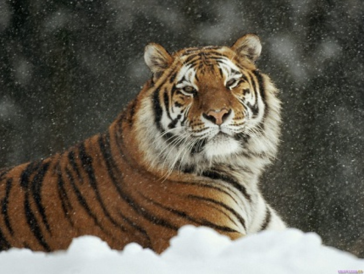 Амурский тигр (лат. Panthera tigris altaica)