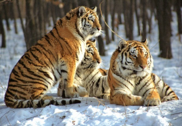 Амурские тигры обитают и в Китае, но там их популяция составляет около 20 особей