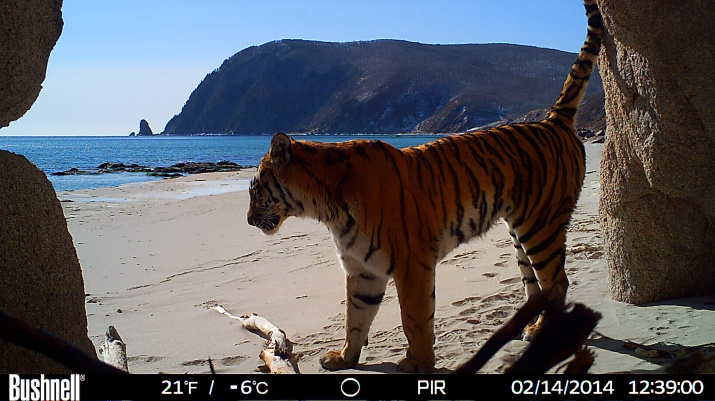 Местообитания тигра на побережье Японского моря. Тигрица метит своё территорию.