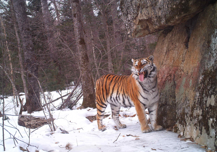 Тигрица анализирует запаховую метку тигра-самца, бывшего здесь днём ранее.