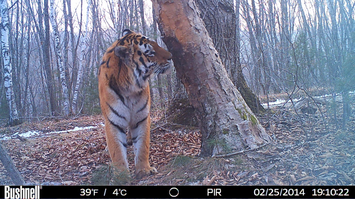 Молодой самец обследует место многократного мечения тиграми на берёзе черной.