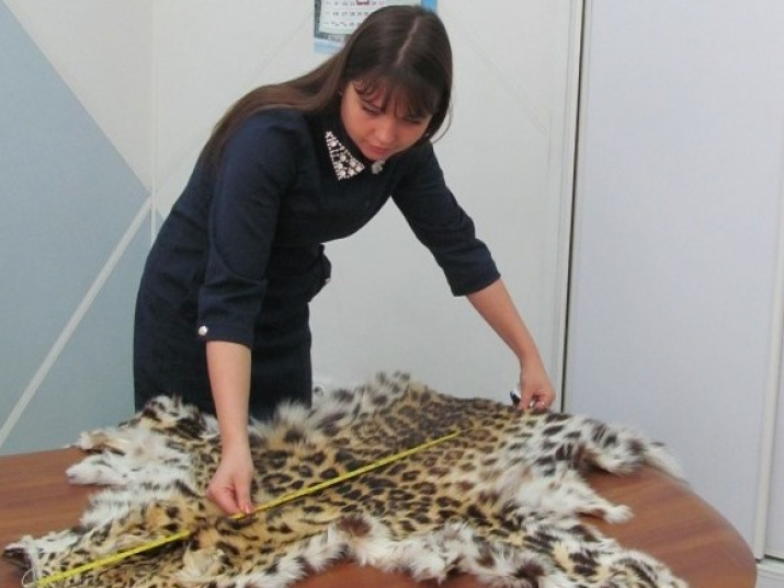 Замдиректора ФГБУ Земля леопарда Елена Салманова изучает изъятую шкуру