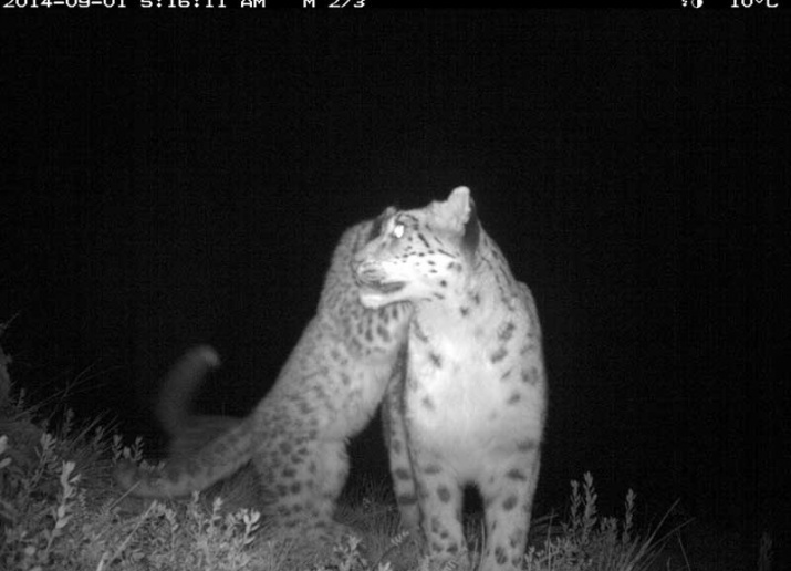 A female snow leopard with a cub in the Sayano-Shushensky reserve. Picture taken with camera traps