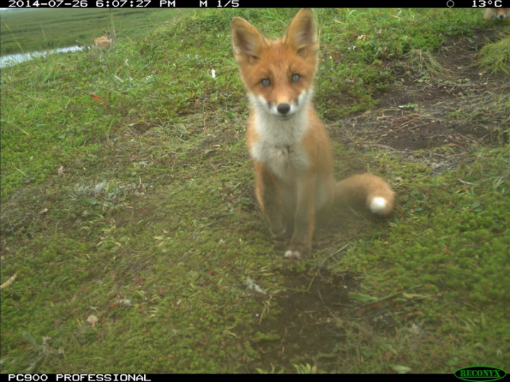 Ear-flaps the fox. Picture taken with camera traps