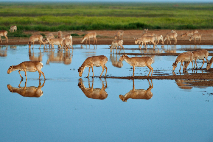 The saiga belongs to the category of endangered species since 2002. Photo: Igor Shpilenok