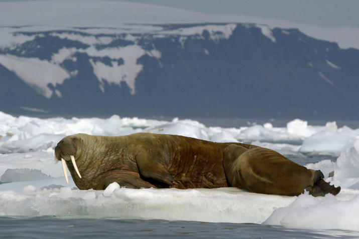 A female walrus is feeding her calf. Photo: M. Ivanov 