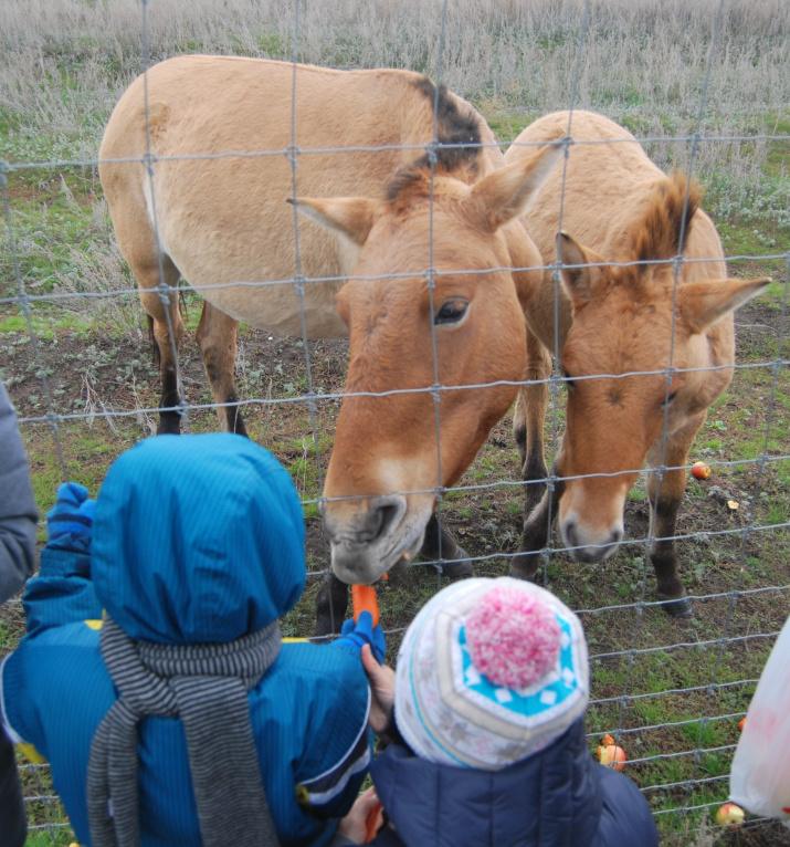 Маленькие участники экскурсии угощают лошадей Пржевальского