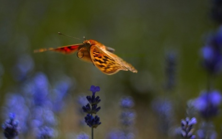 «Fluttering». Photo by Zoya Kovaleva