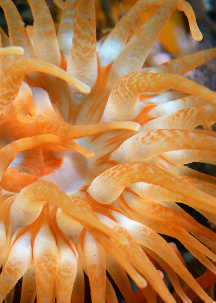 Actinia krybrinopsis. Photo by Nadezhda Sanamyan