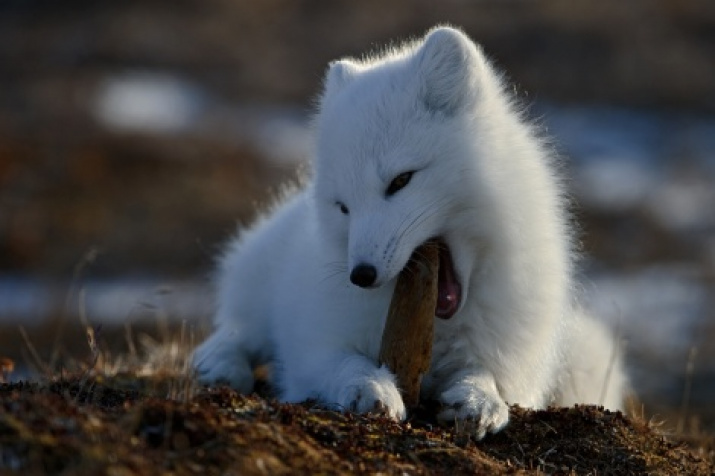 Wrangel Island. Photo by Sergey Gorshkov