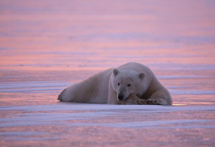 Белый медведь служит ярким индикатором экологического состояния среды. Фото: Владимир Матс