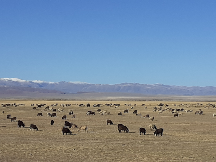 Почти Монголия и почти монгольский скот