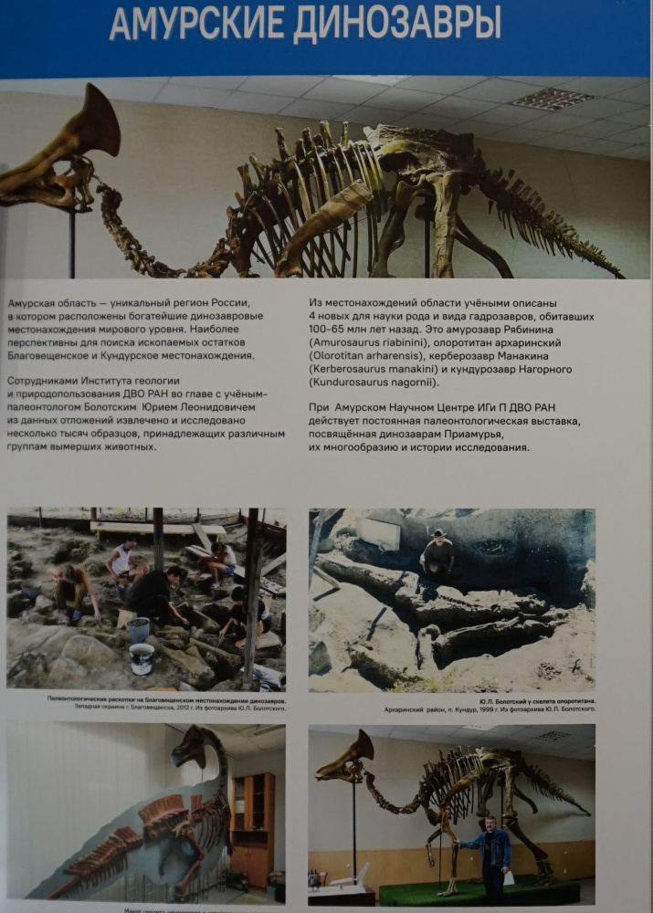 Стенд «Амурские динозавры» в областном краеведческом музее