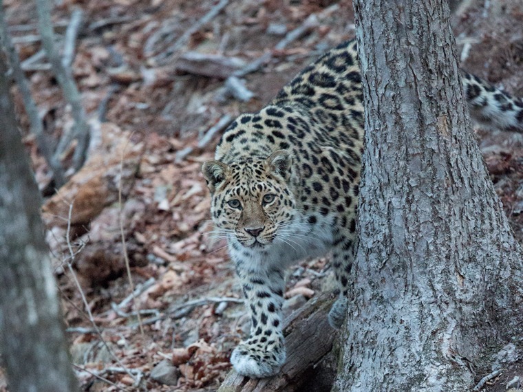New Details On The Amur Leopard Population Russian Geographical Society