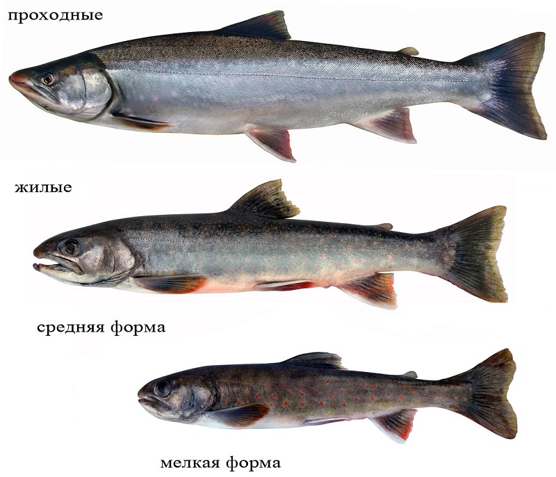 Красная рыба виды и названия. Рыба семейства лососевых голец. Камчатский голец рыба. Кета и голец. Рыба семейства лососевых Озерная.