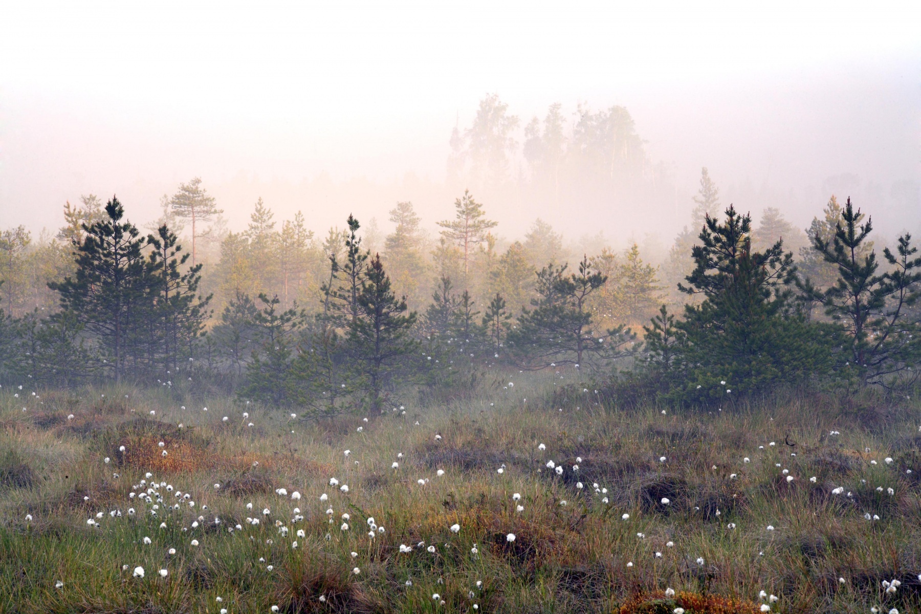 Bog Naturals