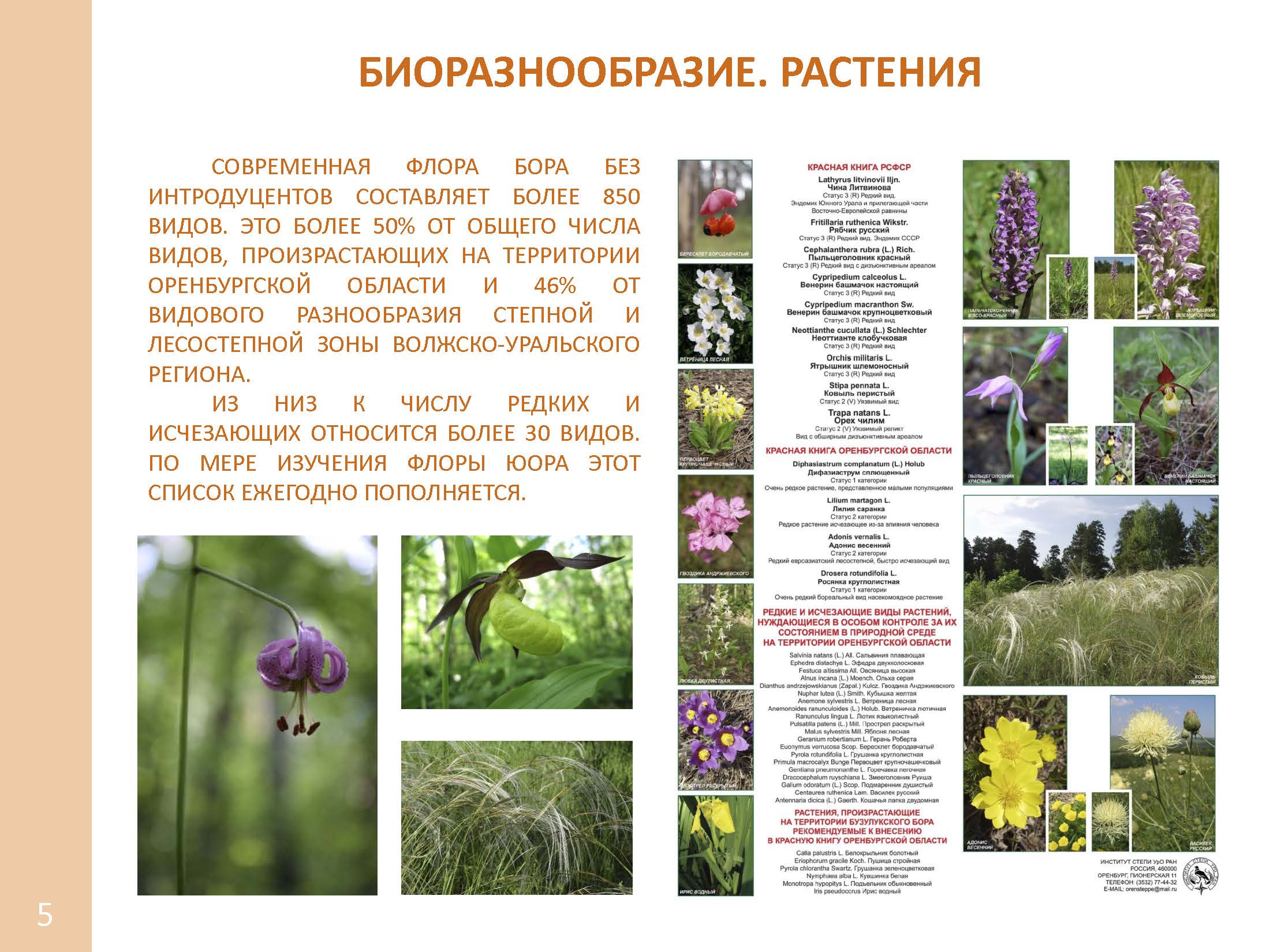 Презентация растения и животные красной книги оренбургской области