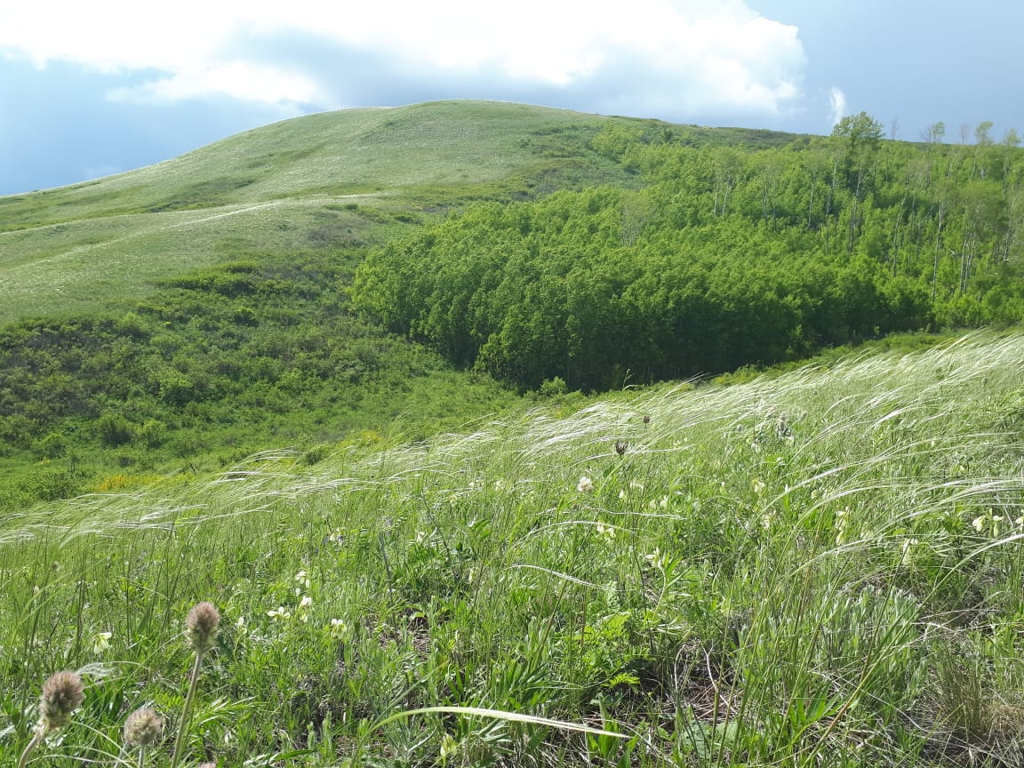 Село грачевка оренбургской. Грачёвский район Оренбургская область. Природа Грачевского района Оренбургской области. Грачёвский район Оренбургская область гора крутая гора. Грачёвский район (Оренбургская область) районы Оренбургской области.