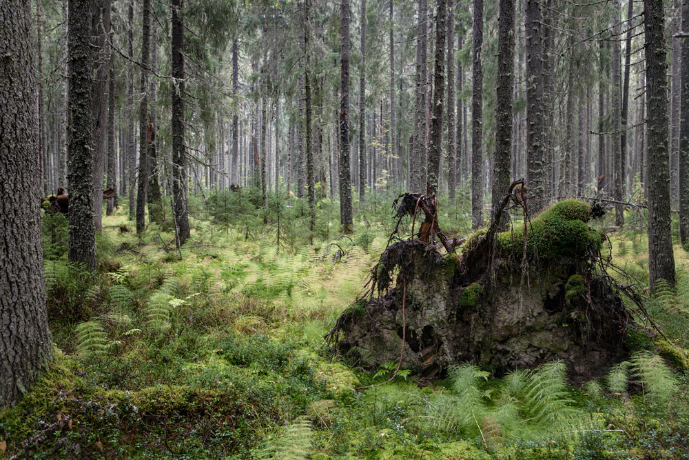 dremuchiy_les.jpg | Russian Geographical Society
