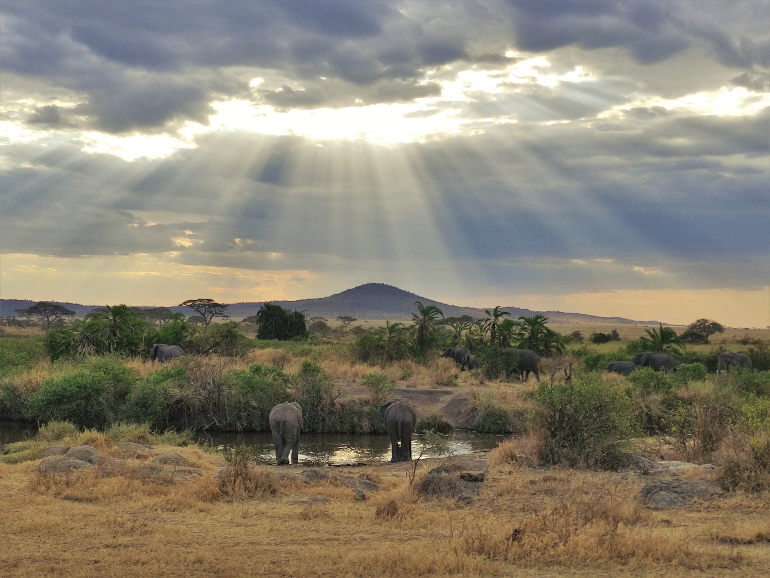 Vavada tragamonedas de Serengeti Gold