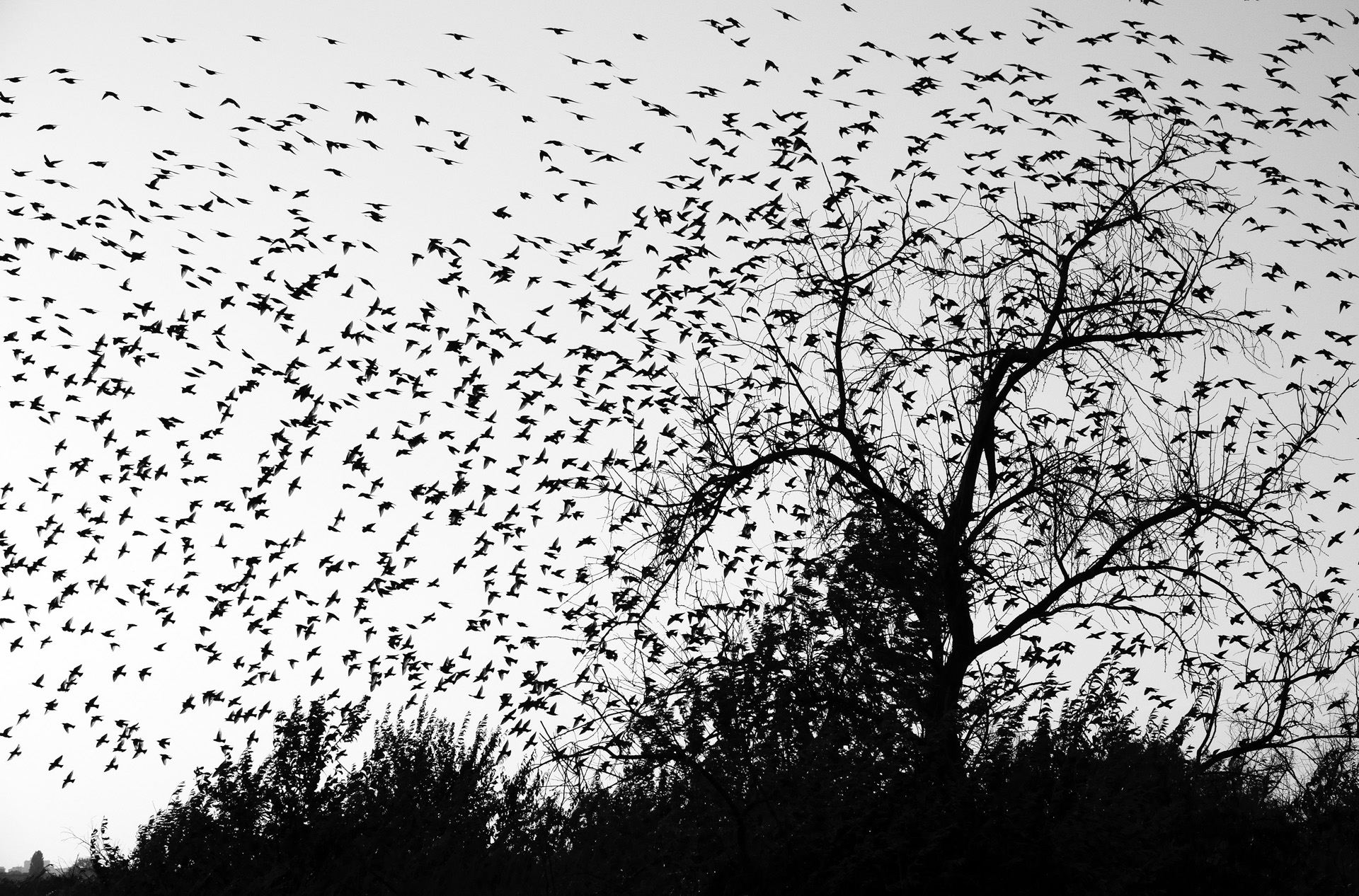 Стая ворон. Стая Скворцов 2021. Стая птиц. Птицы чб. Много птиц черных.