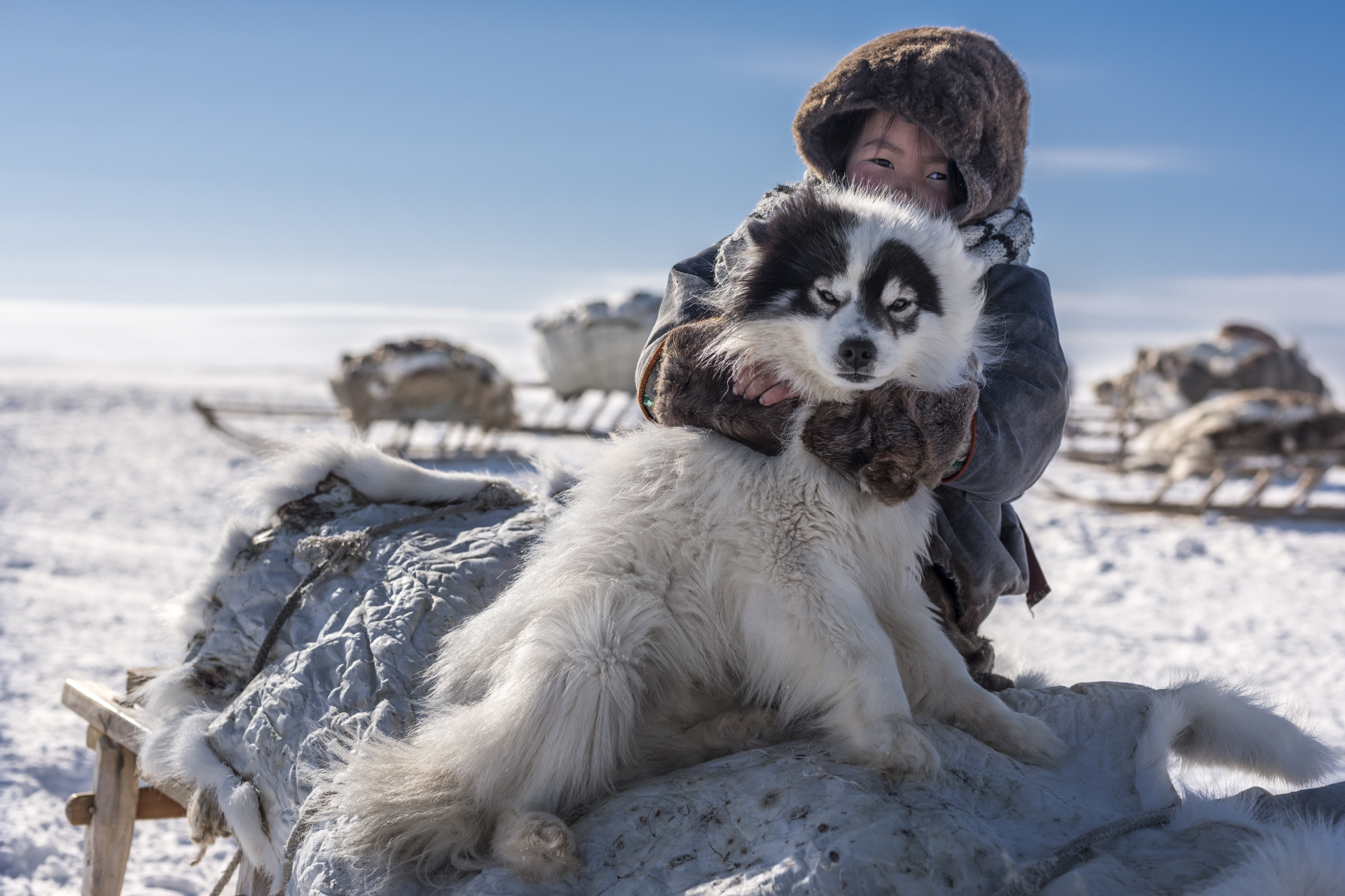На севере жить победители. Хаски в тундре. Северная Ненецкая лайка. Оленегонная собака Ямал. Хаски лайка Арктическая.