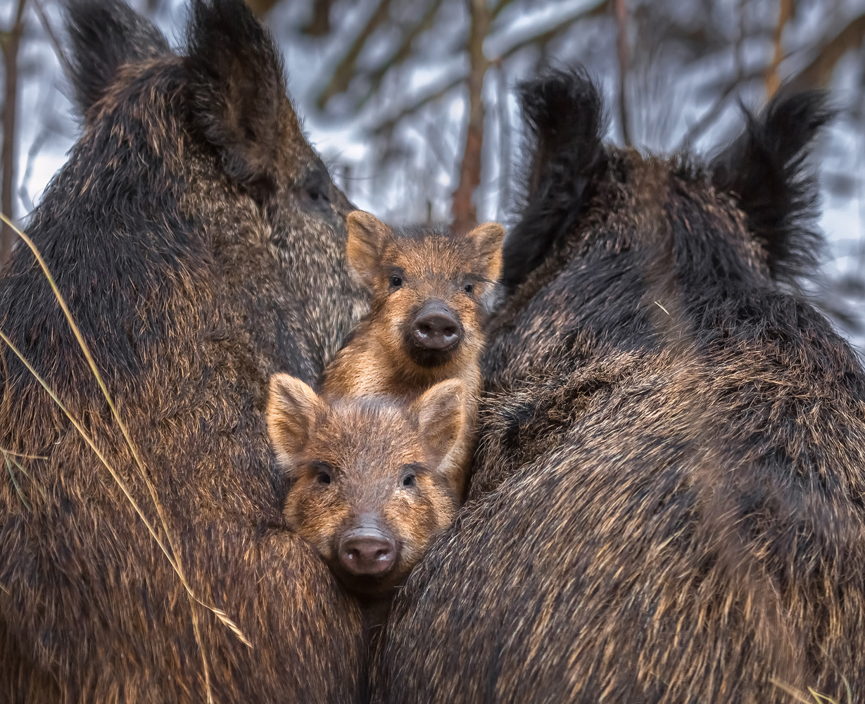 Смотреть Диких Животных Фото