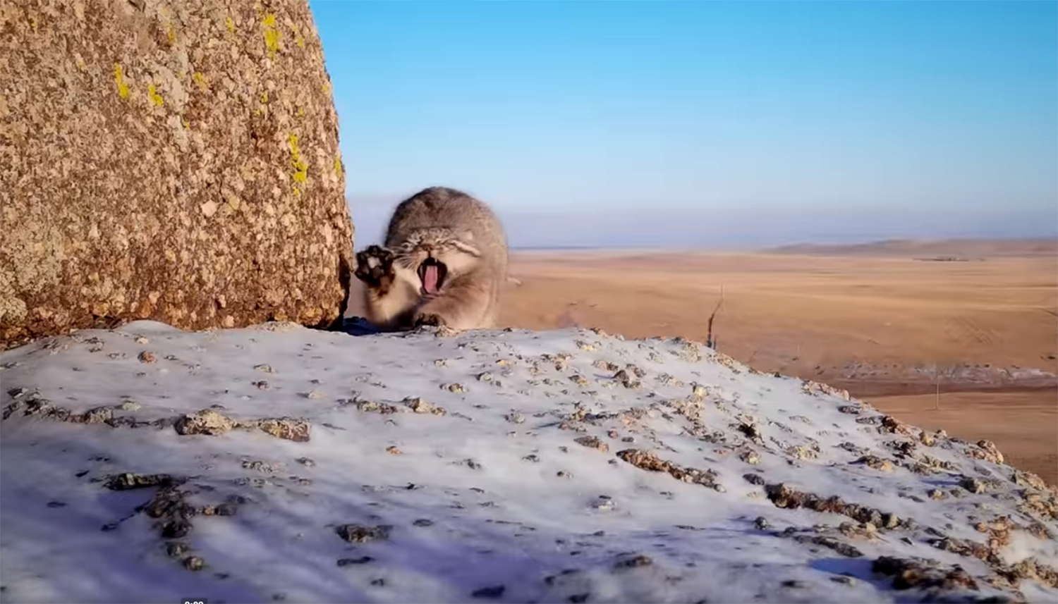 Кот манул в забайкалье