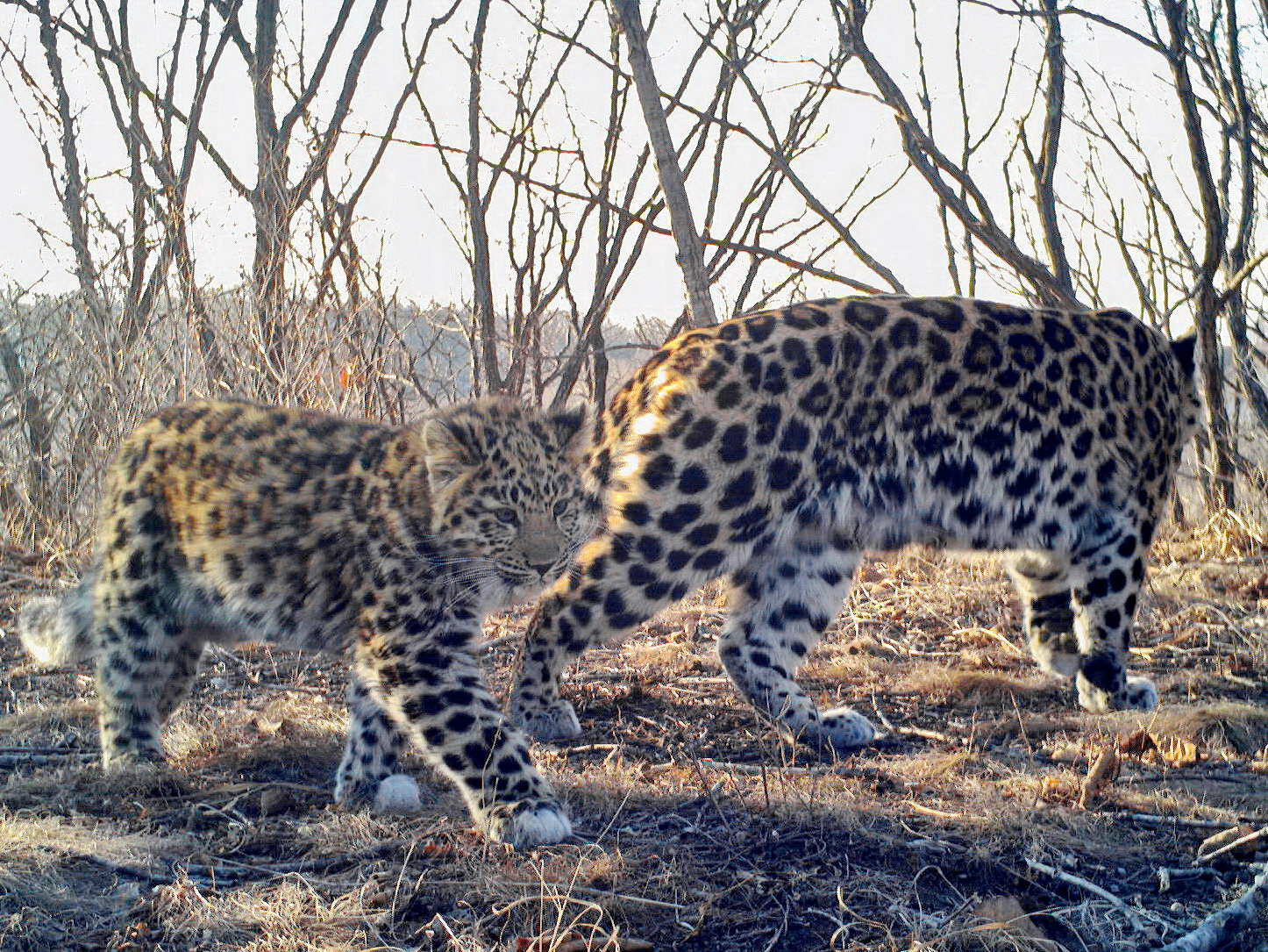 Monitoring Data Shows Increase In Population Of Amur Leopard | Russian