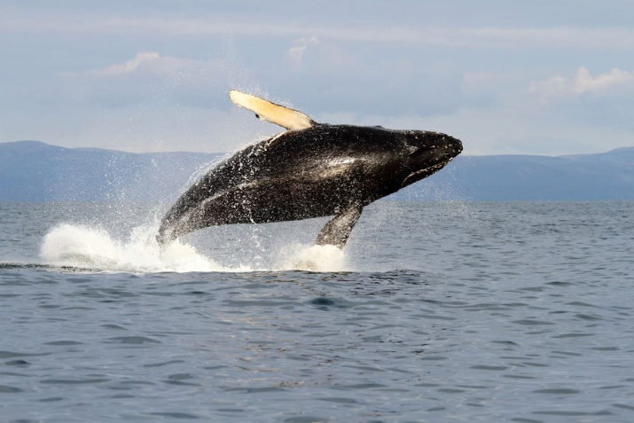 Горбатый кит. Фото: Евгений Мамаев, участник фотоконкурса РГО "Самая красивая страна"
