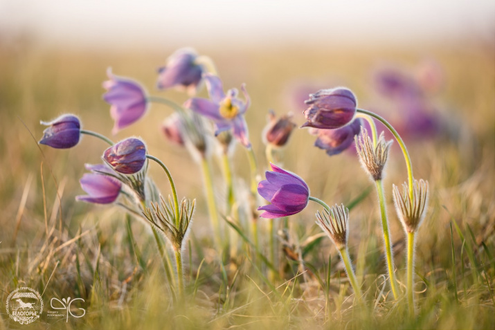 К солнцу. Фото предоставлено Г. Пожвановым