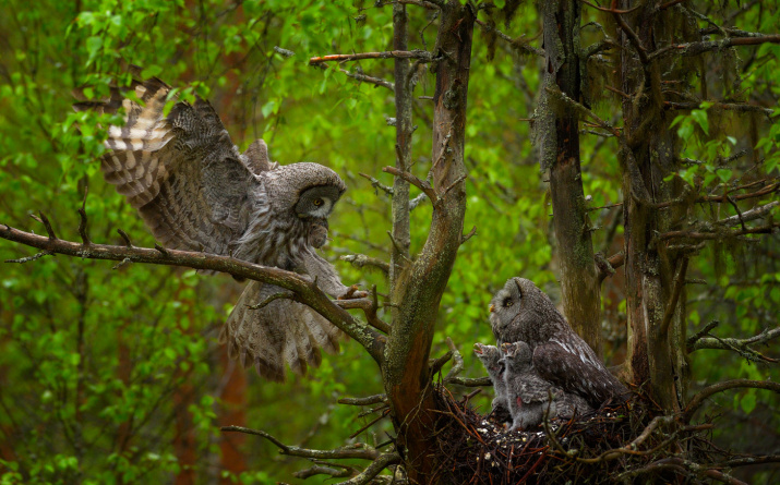 Бородатые неясыти. Фото предоставлено И. Шилохвостом