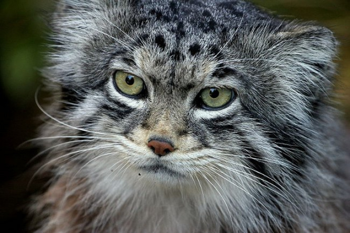 Photos of Adorable Manul, The Pallas's Cat in Mongolia