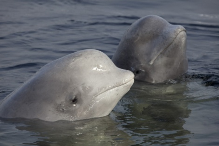 What Kind of Cat Breed Is Beluga?