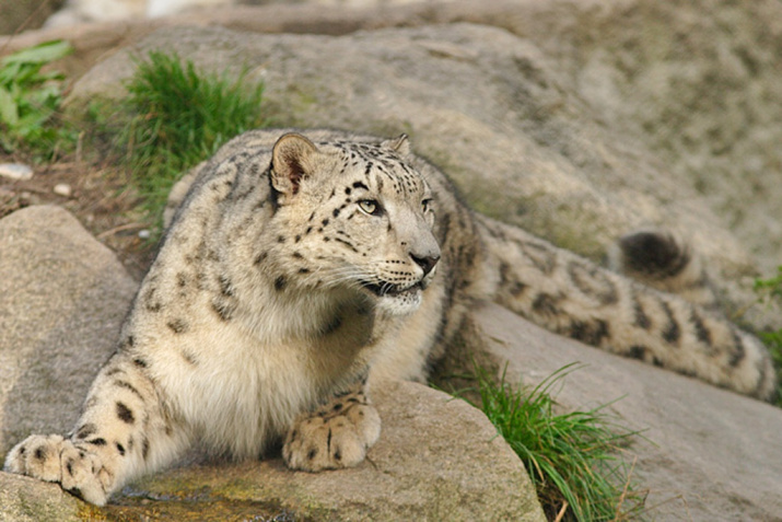 One of the rarest fauna of the Altai - the snow leopard