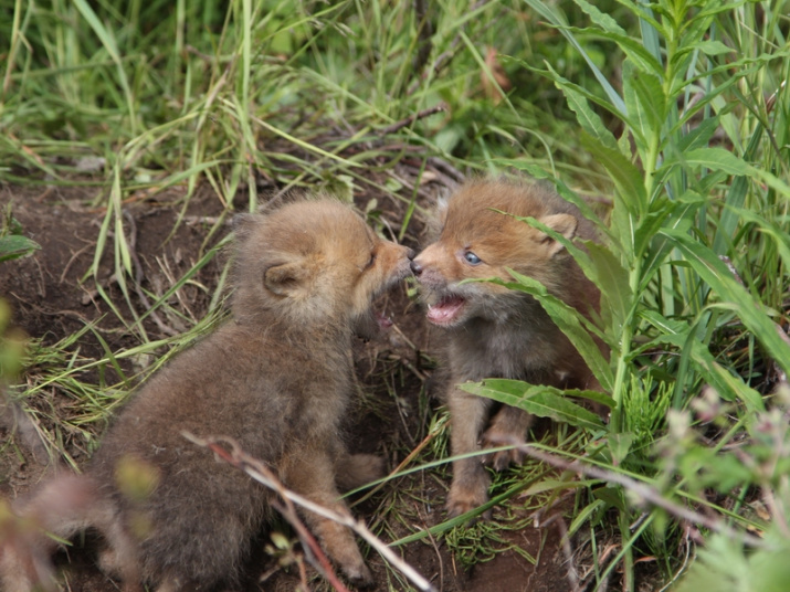 Cubs of Kronotsky reserve. Photo: Anna Yachmennikova