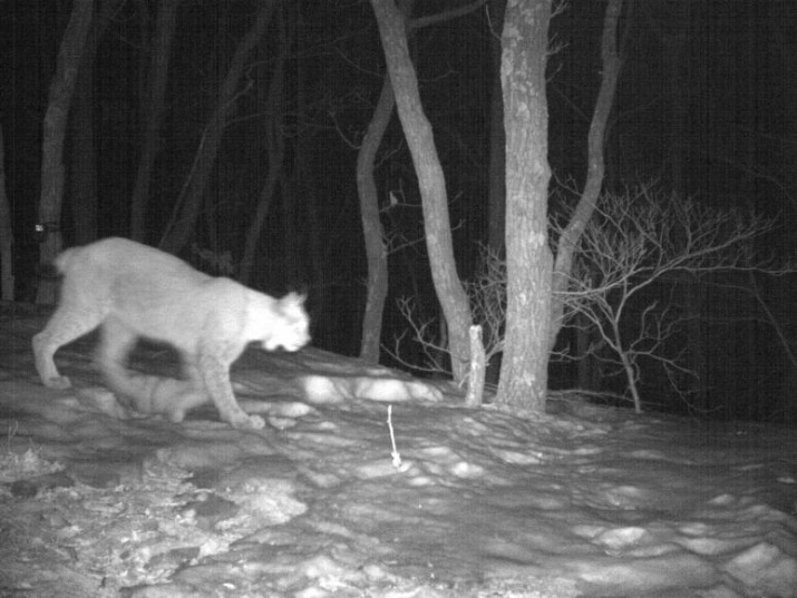 A lynx shot with the camera in the leopard areal 