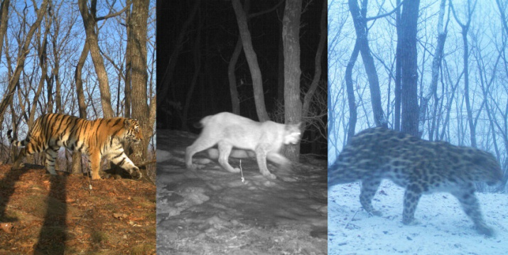 Camera traps spotted a lynx, a leopard and a tiger on the same site 