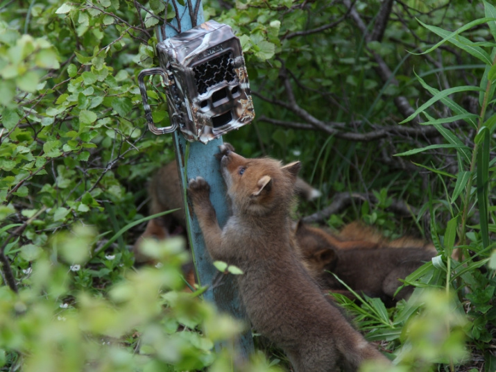A cub studying camera traps. Photo: Anna Yachmennikova