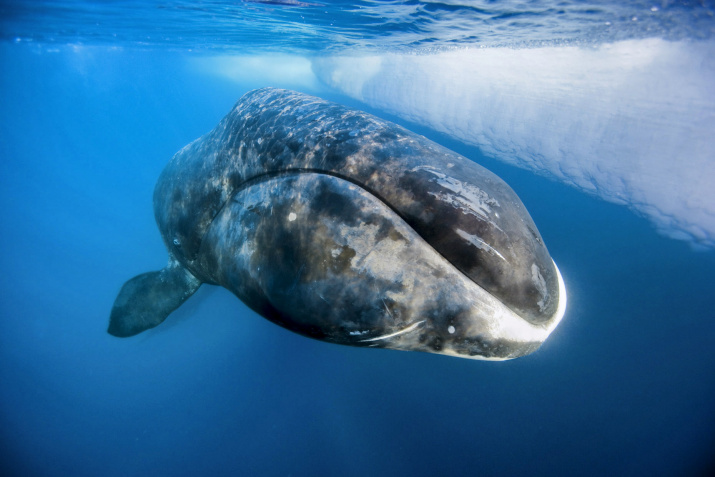 A bowhead whale. Photo: Paul Nicklen 