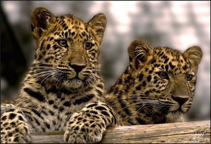 Amur leopard - the rarest subspecies of the cat family in the world