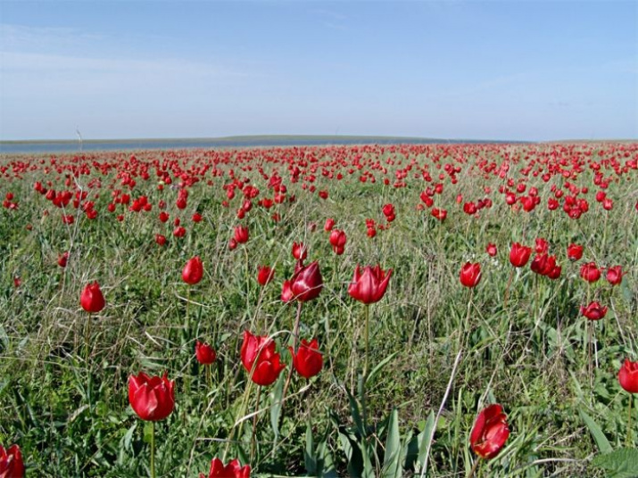 Цветение тюльпанов | Русское географическое общество