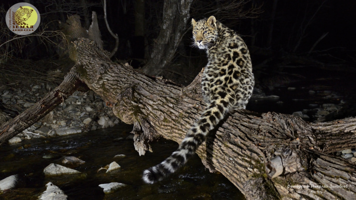 Foto: leopard-land.ru