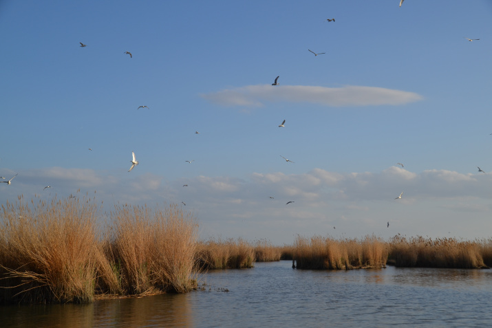 Тростниковые заросли Аграханского залива - места обитания многочисленных птиц