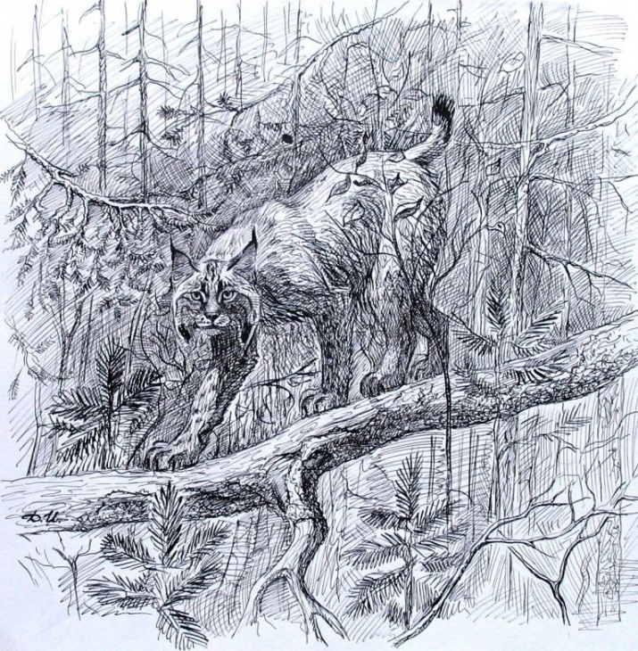 &#039;&#039;Рысь&#039;&#039; (рисунок Ирины Дмитриевой)