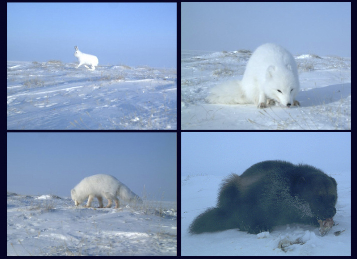 Фотографии животных Арктики, сделанных с помощью фотоловушки. Село Сёяха
