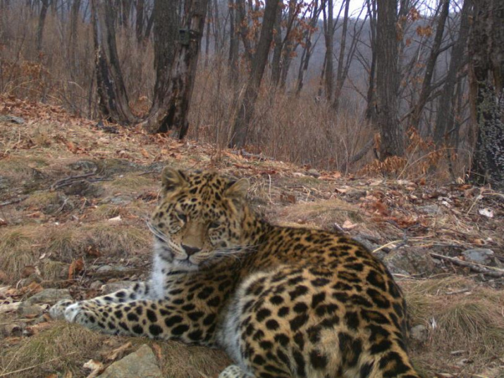 Дальневосточный леопард. Снимок фотоловушки ФГБУ ''Земля леопарда''