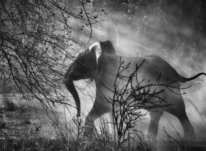 Photo by Sebastio Salgado. The photo is provided by the press service of the «GENESIS» project