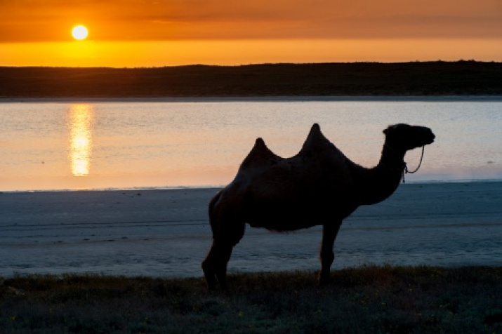 A camel at the house of Kazakhs- shepherds. Astrakhan sands. May 2014. Photo by Anton Agarkov