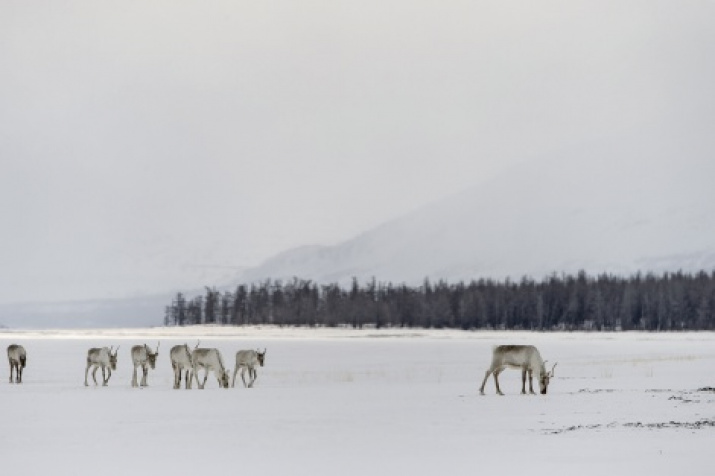 The deer on the Putorana Plateau. Photo by Sergey Gorshkov